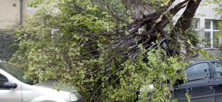 Un copac s-a prăbușit peste două mașini la Cluj-Napoca
