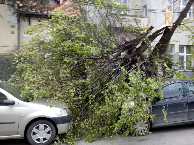Un copac s-a prăbușit peste două mașini la Cluj-Napoca