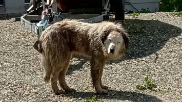 Pompierii au salvat un câine căzut într-un șant adânc din Cluj-Napoca