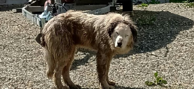 Pompierii au salvat un câine căzut într-un șant adânc din Cluj-Napoca